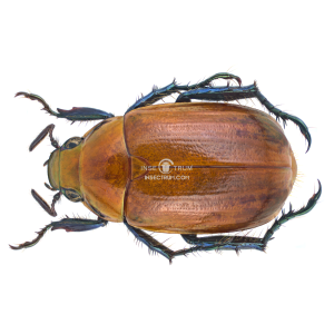 CQALLISTETHUS SSP CQALLISTETHUS SSP